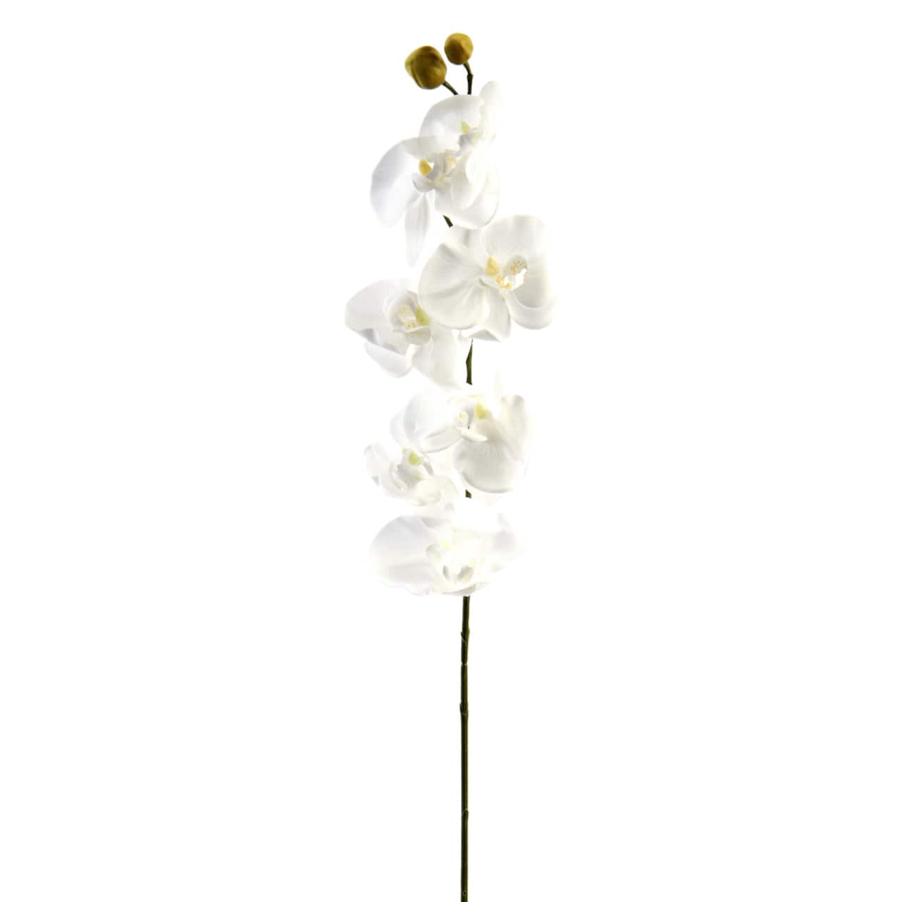 Phaleanopsis Orchid by Ashland®